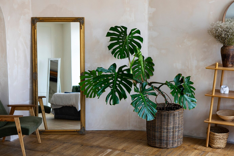 room decor with mostera plant, mirror and wooden shelf